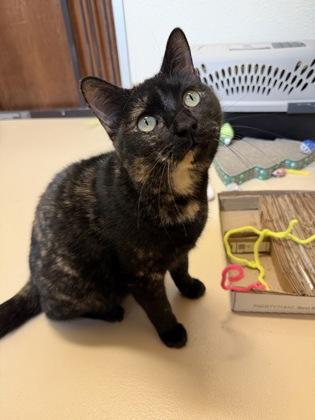 Furrgalicious, an adopted Domestic Short Hair in Pleasanton, CA image 2/3