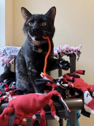 Furrgalicious, an adopted Domestic Short Hair in Pleasanton, CA image 3/3
