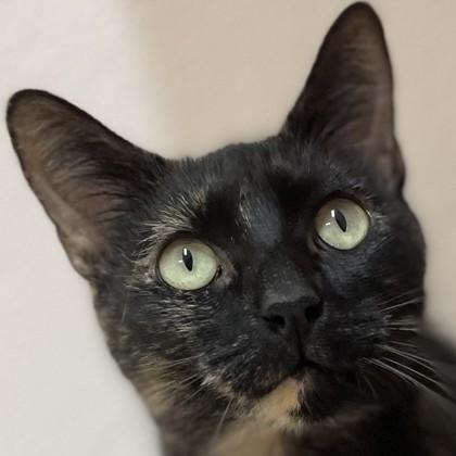 Enlarge Bonnie Harper, a Adoptable Domestic Short Hair in Pleasanton, CA image 3/3