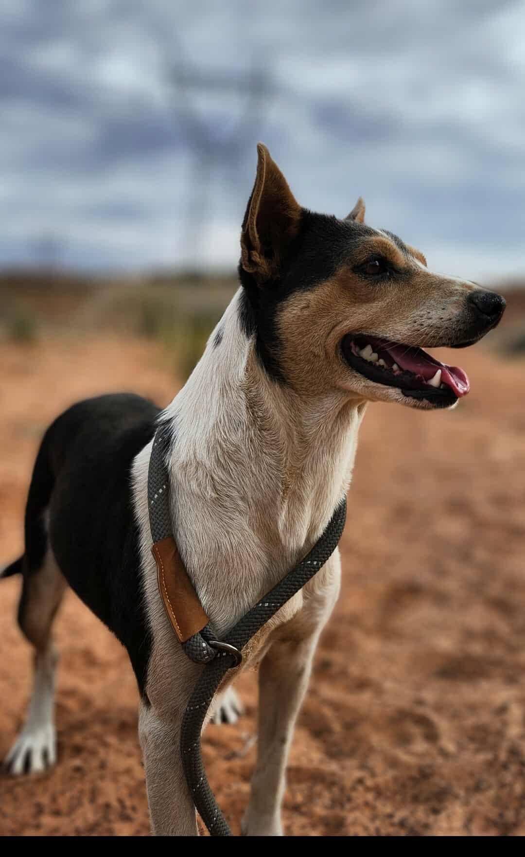 Enlarge Jewels, a ADOPTABLE mixed breed in Fort Collins, CO image 1/3