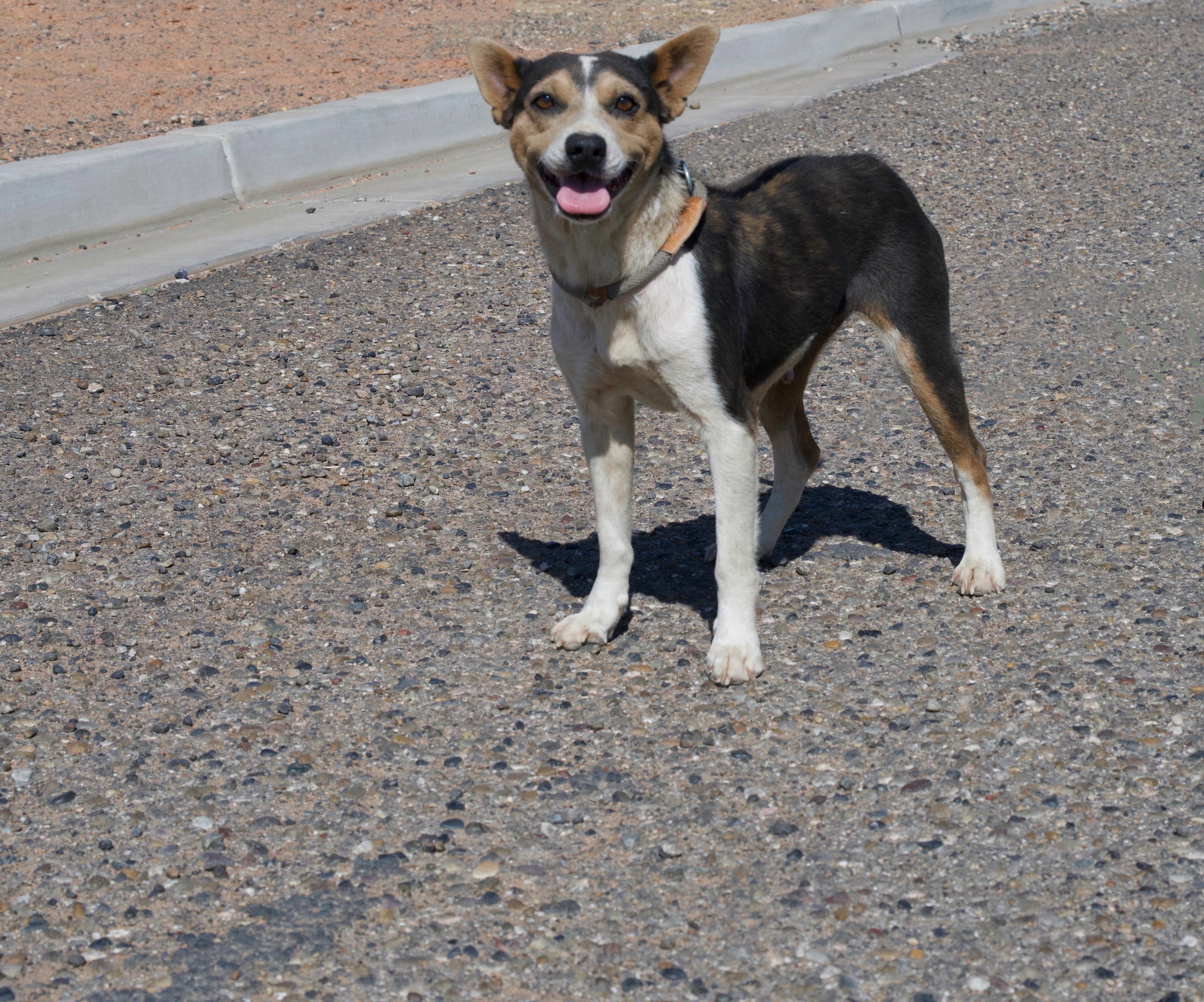 Enlarge Jewels, a ADOPTABLE mixed breed in Fort Collins, CO image 3/3
