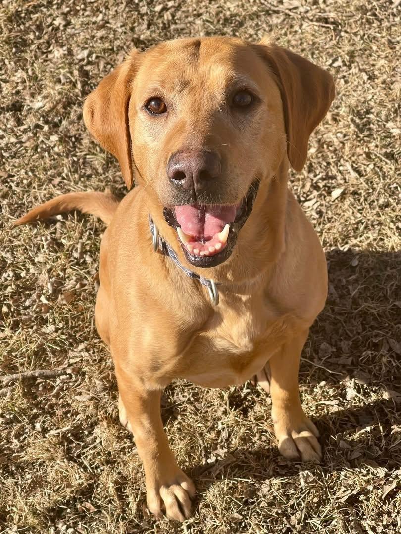 Ruby, ADOPTABLE, Adult Female Yellow Labrador Retriever.