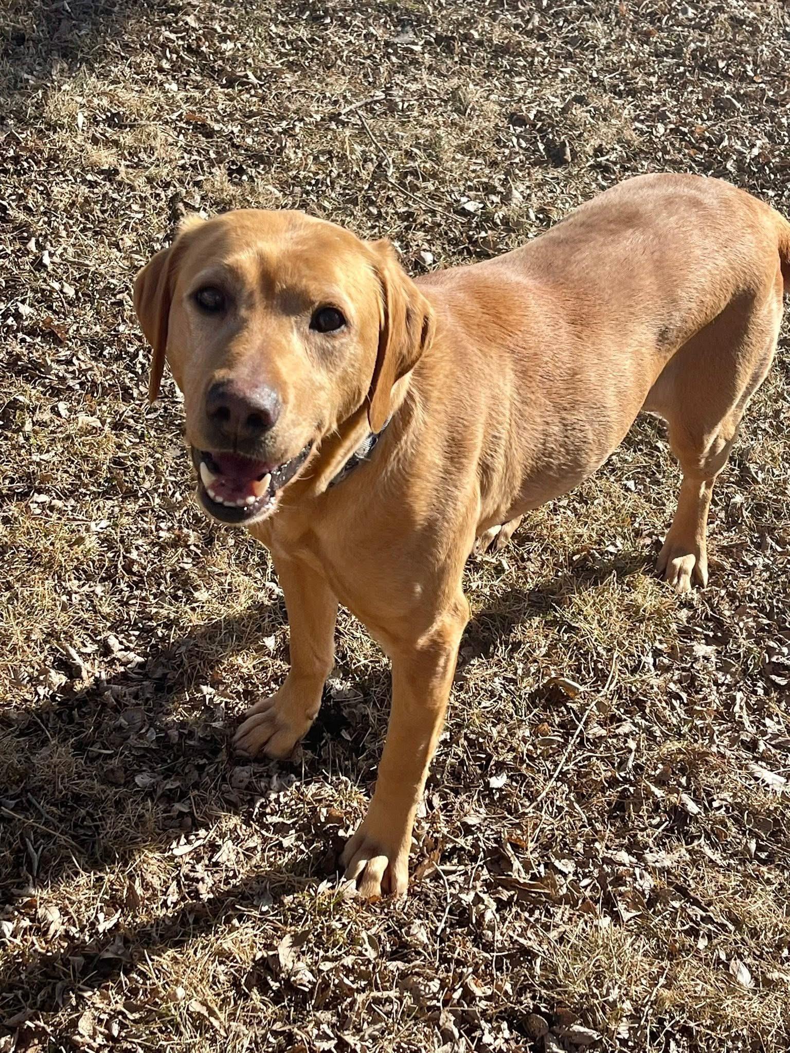 Enlarge Ruby, a ADOPTABLE Yellow Labrador Retriever in Madison, MN image 3/5