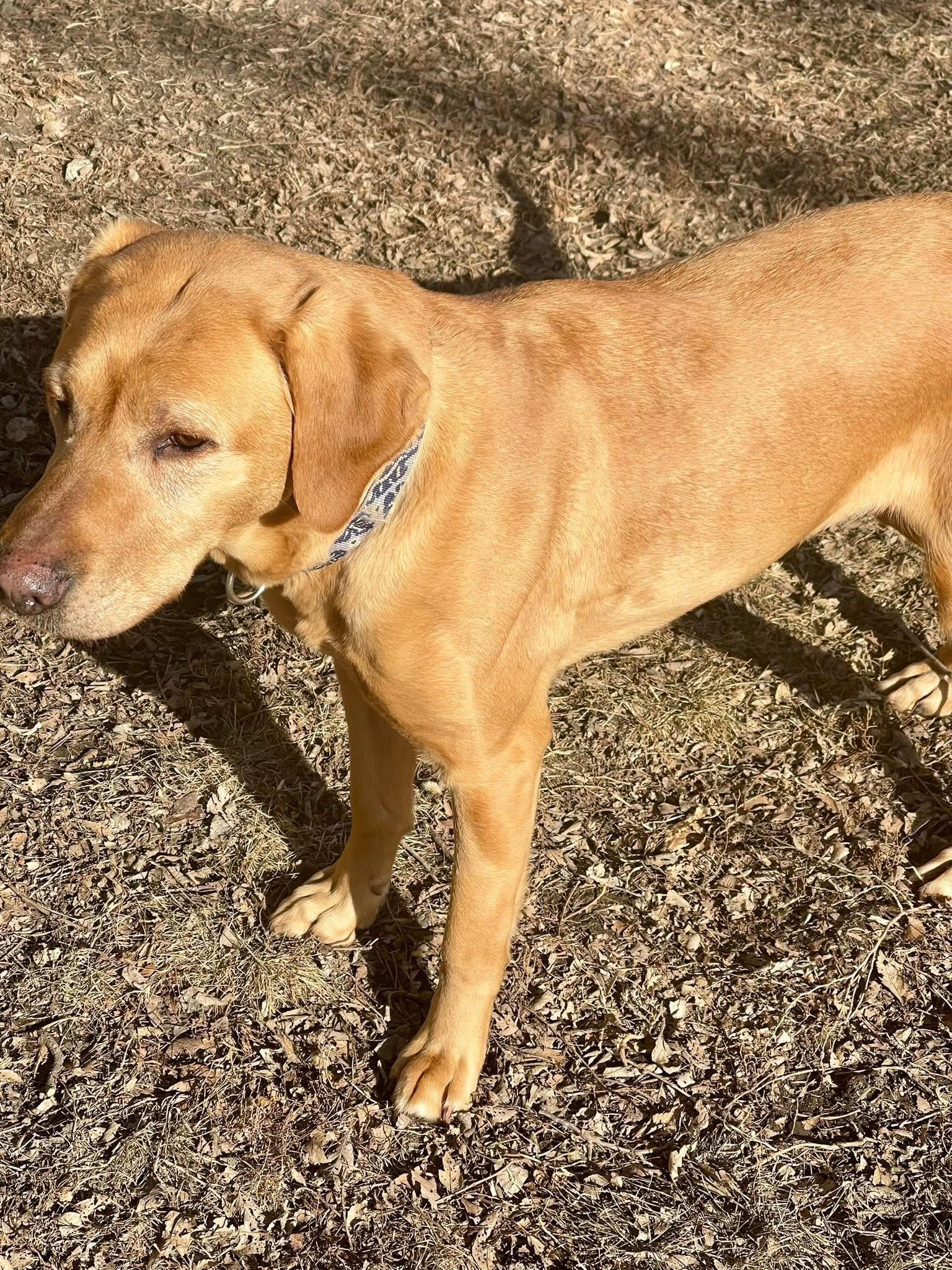 Enlarge Ruby, a ADOPTABLE Yellow Labrador Retriever in Madison, MN image 2/5