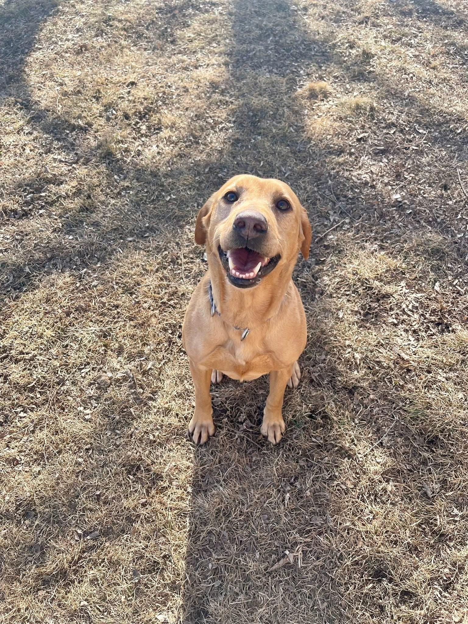 Enlarge Ruby, a ADOPTABLE Yellow Labrador Retriever in Madison, MN image 4/5