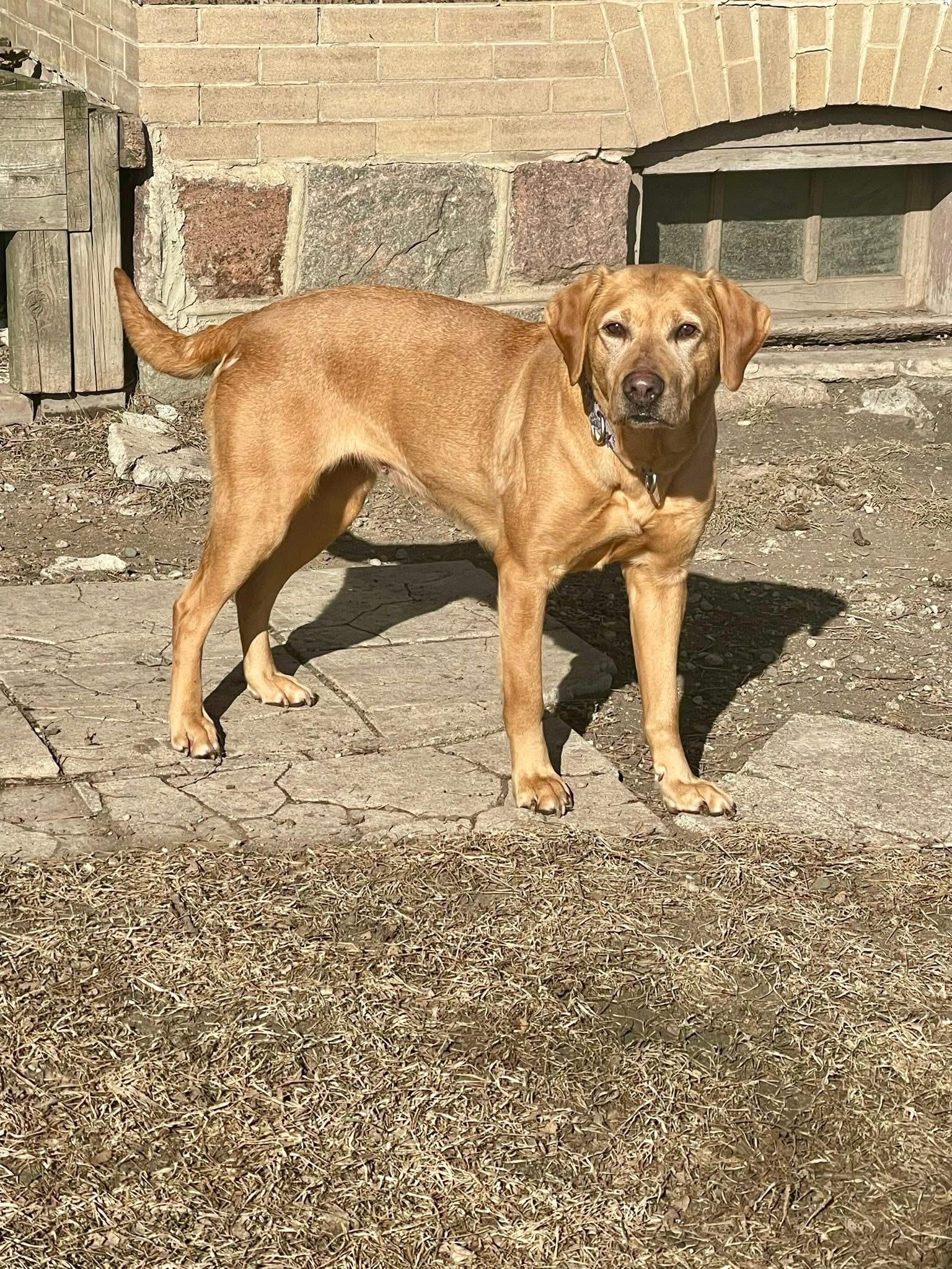 Enlarge Ruby, a ADOPTABLE Yellow Labrador Retriever in Madison, MN image 5/5