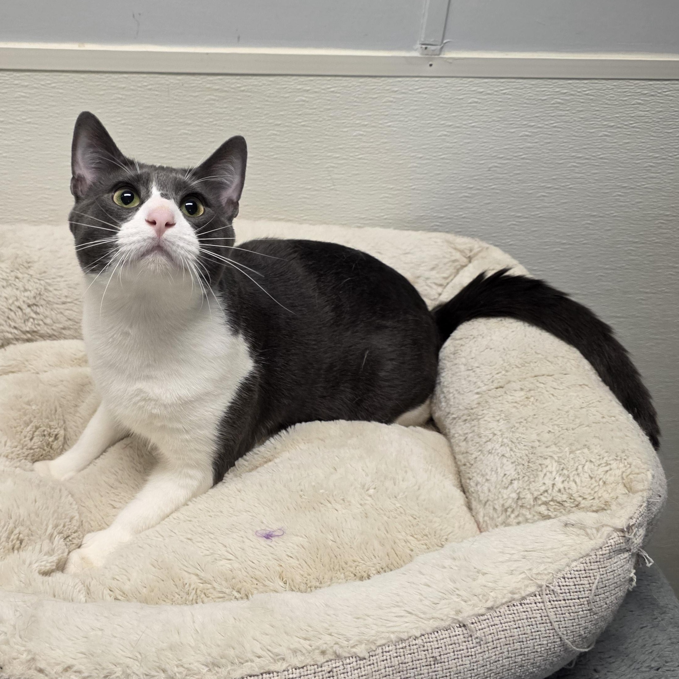 Enlarge Rodger, an adopted mixed breed in Greensboro, NC image 6/6