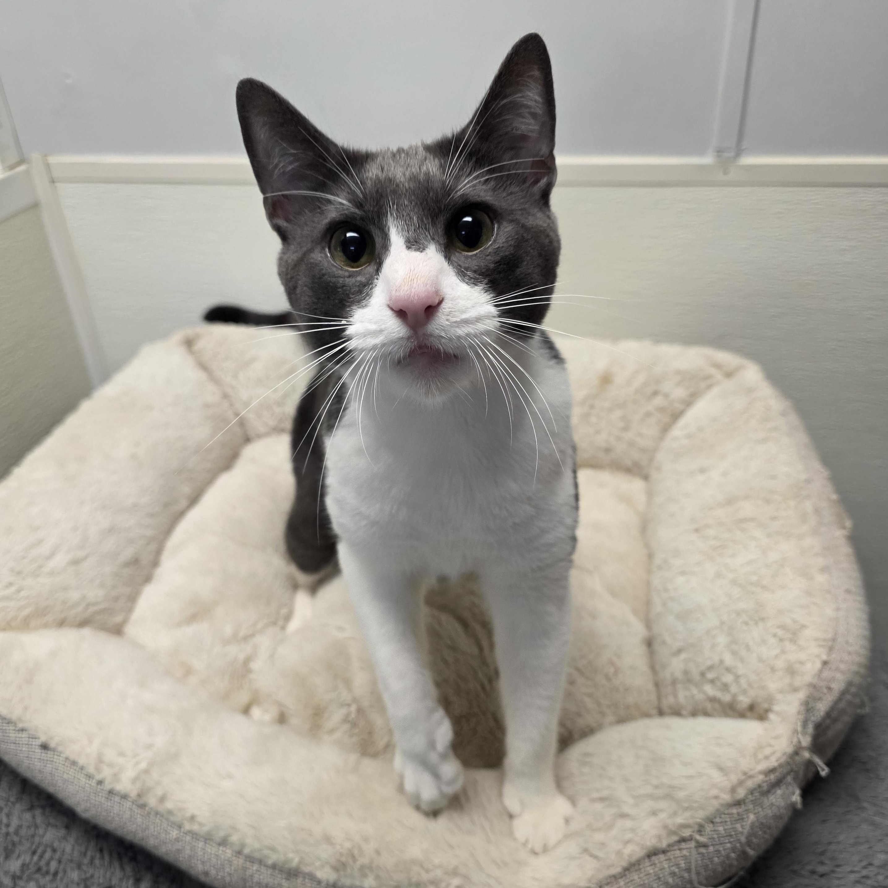 Rodger, adopted, Adult Male Domestic Short Hair.