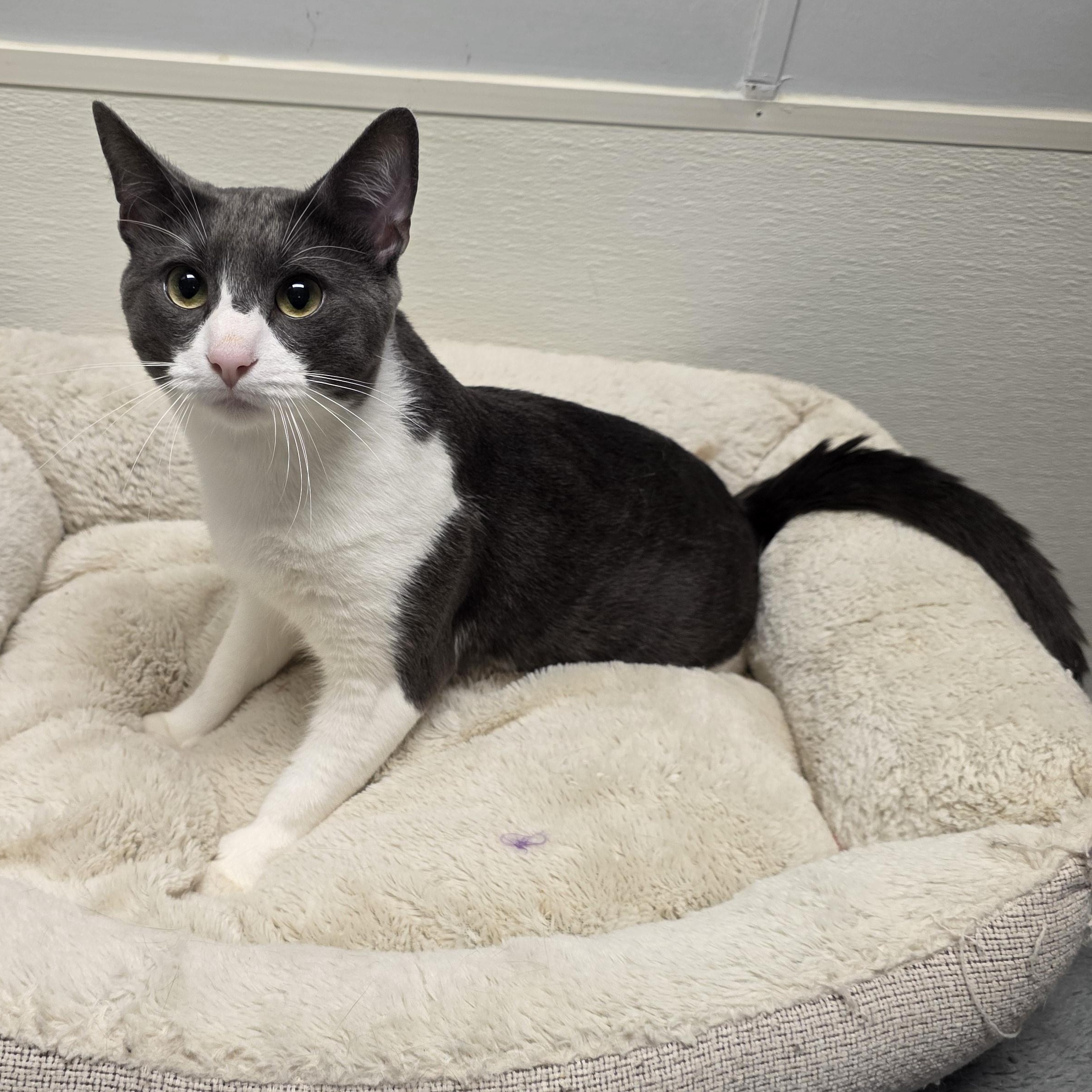 Enlarge Rodger, an adopted mixed breed in Greensboro, NC image 2/6