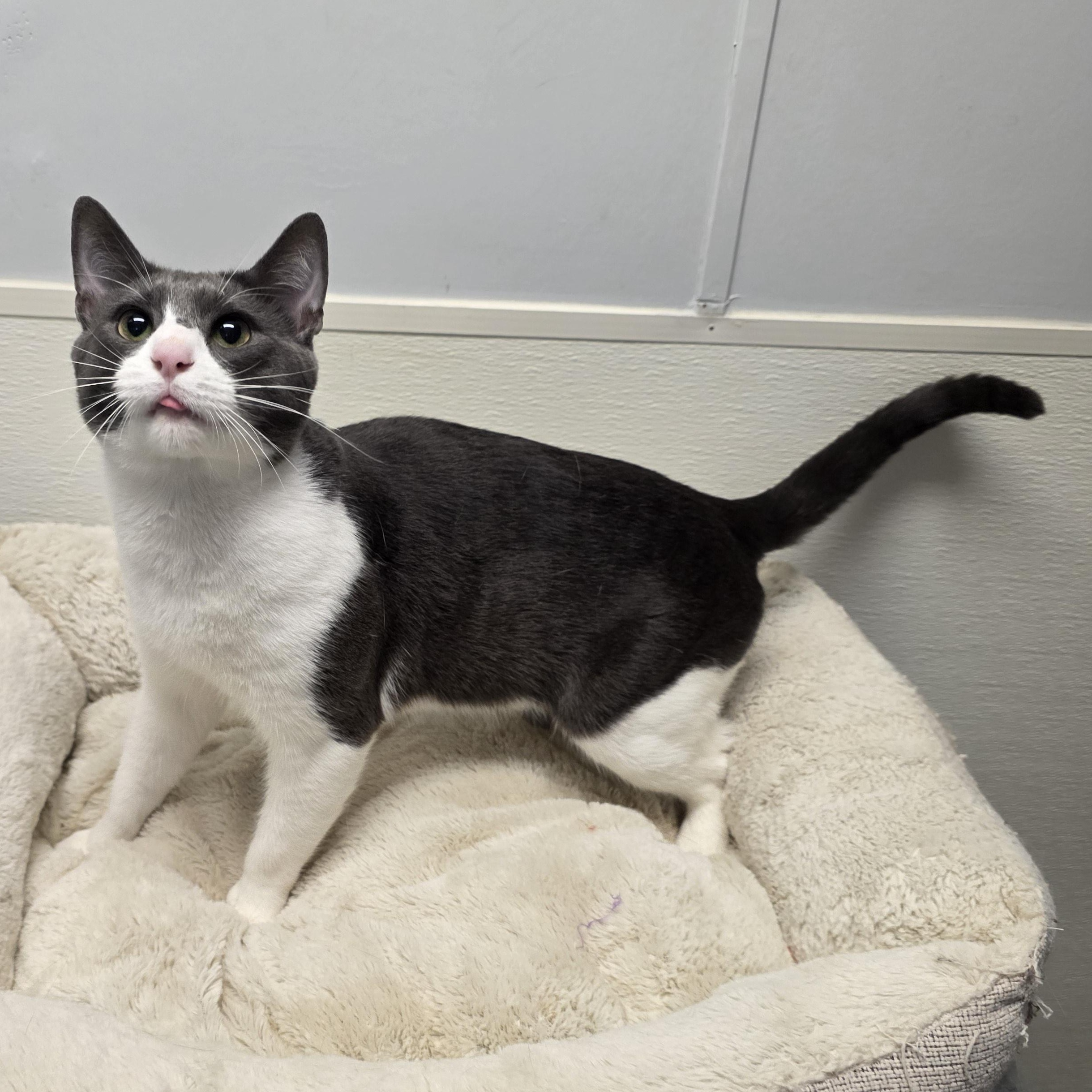 Enlarge Rodger, an adopted mixed breed in Greensboro, NC image 3/6