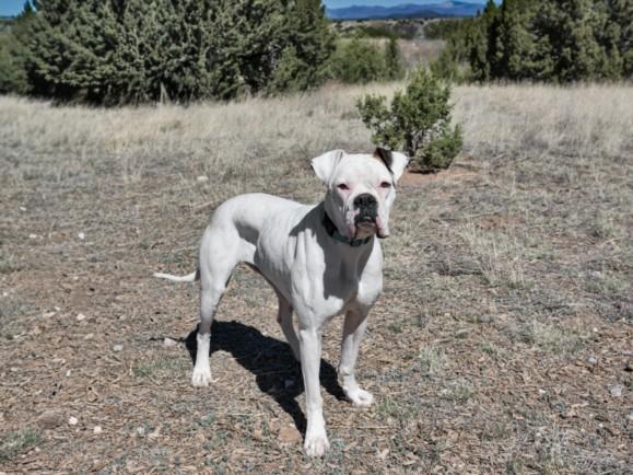 JILLY, Adoptable, Young Female Boxer & Mixed Breed.