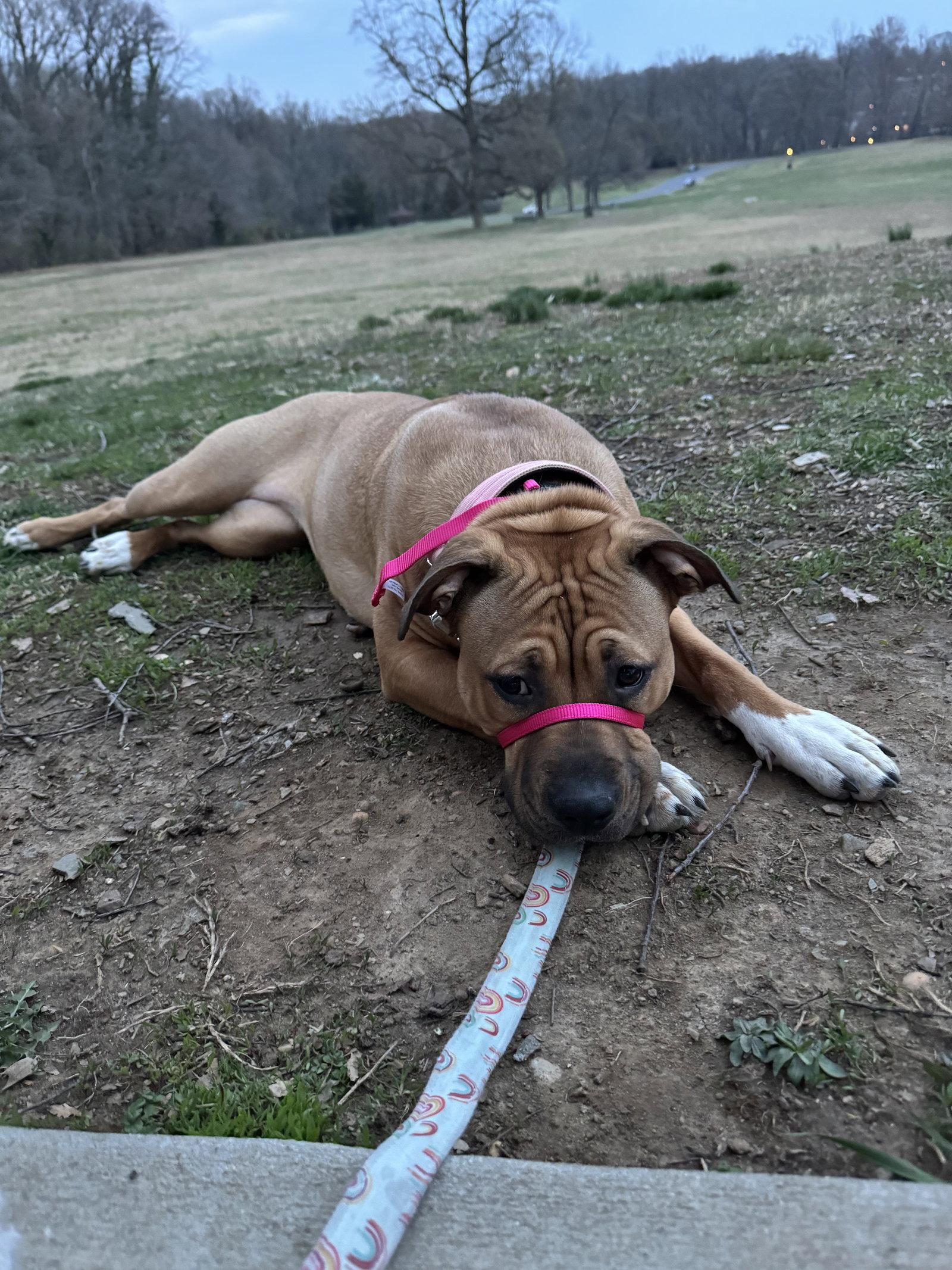 Rylie (URGENT ADOPTER OR FOSTER NEEDED), Adoptable, Young Female American Staffordshire Terrier & Shar-Pei.