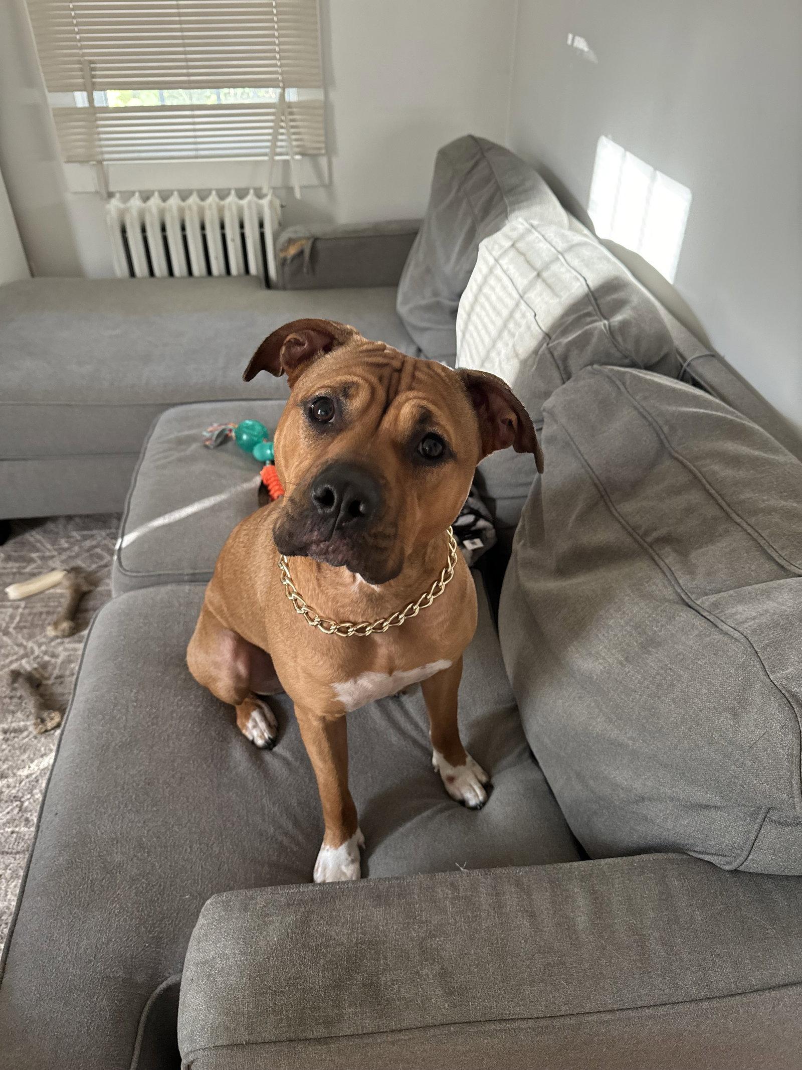 Enlarge Rylie (URGENT ADOPTER OR FOSTER NEEDED), a Adoptable mixed breed in Hockessin, DE image 2/3