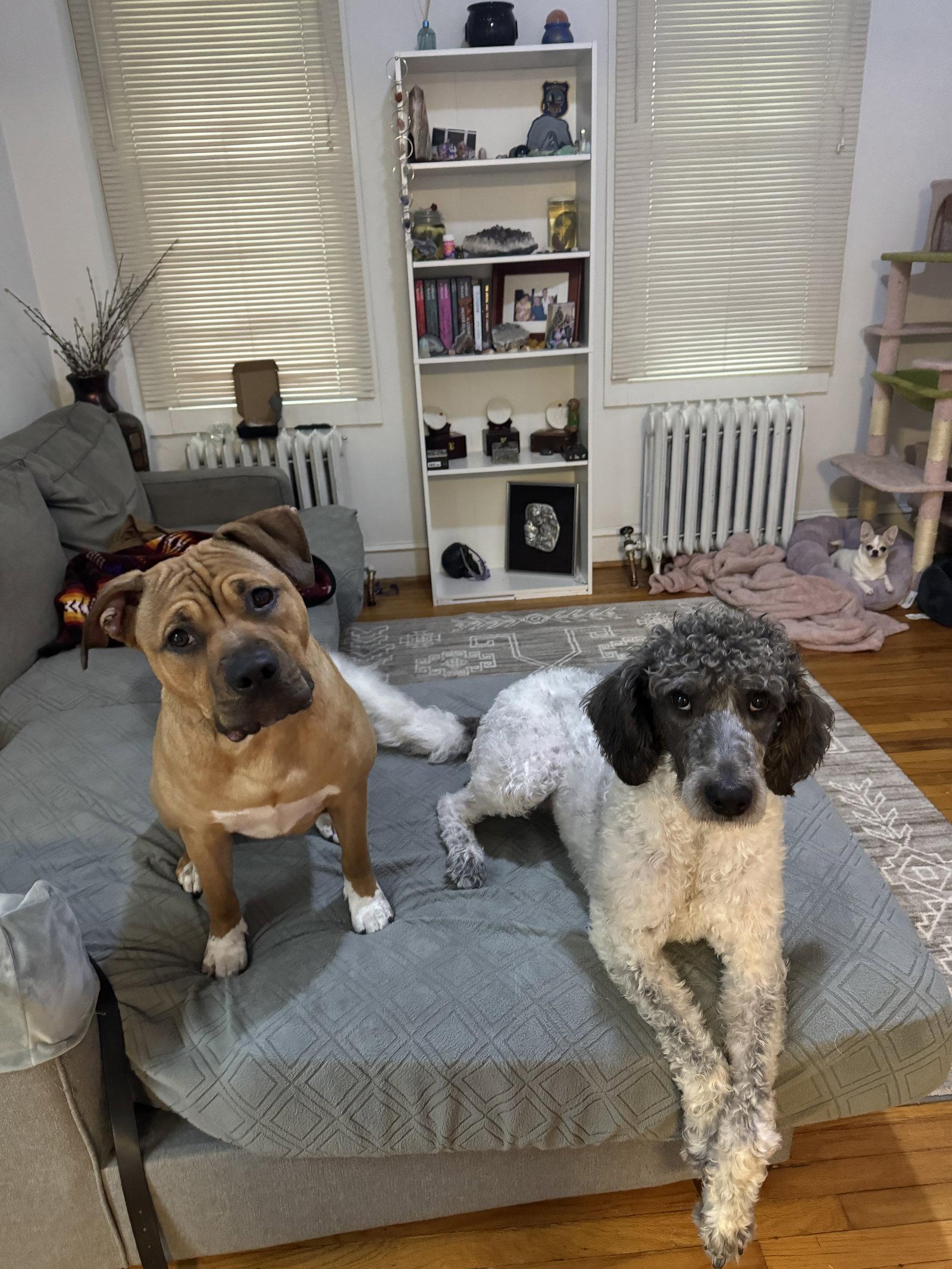 Enlarge Rylie (URGENT ADOPTER OR FOSTER NEEDED), a Adoptable mixed breed in Hockessin, DE image 3/3