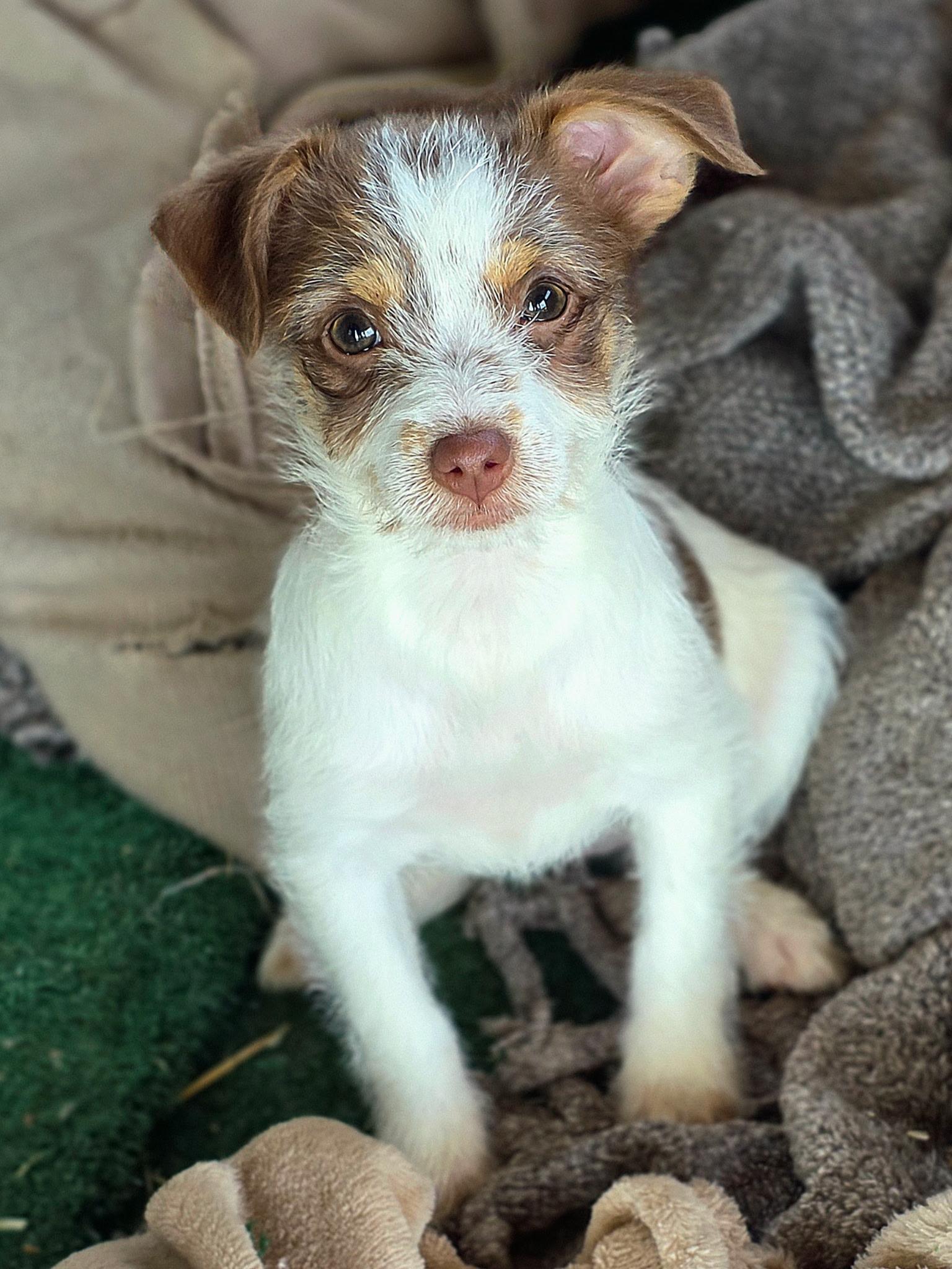 Enlarge Jelly Bean, an adopted mixed breed in Penryn, CA image 3/4