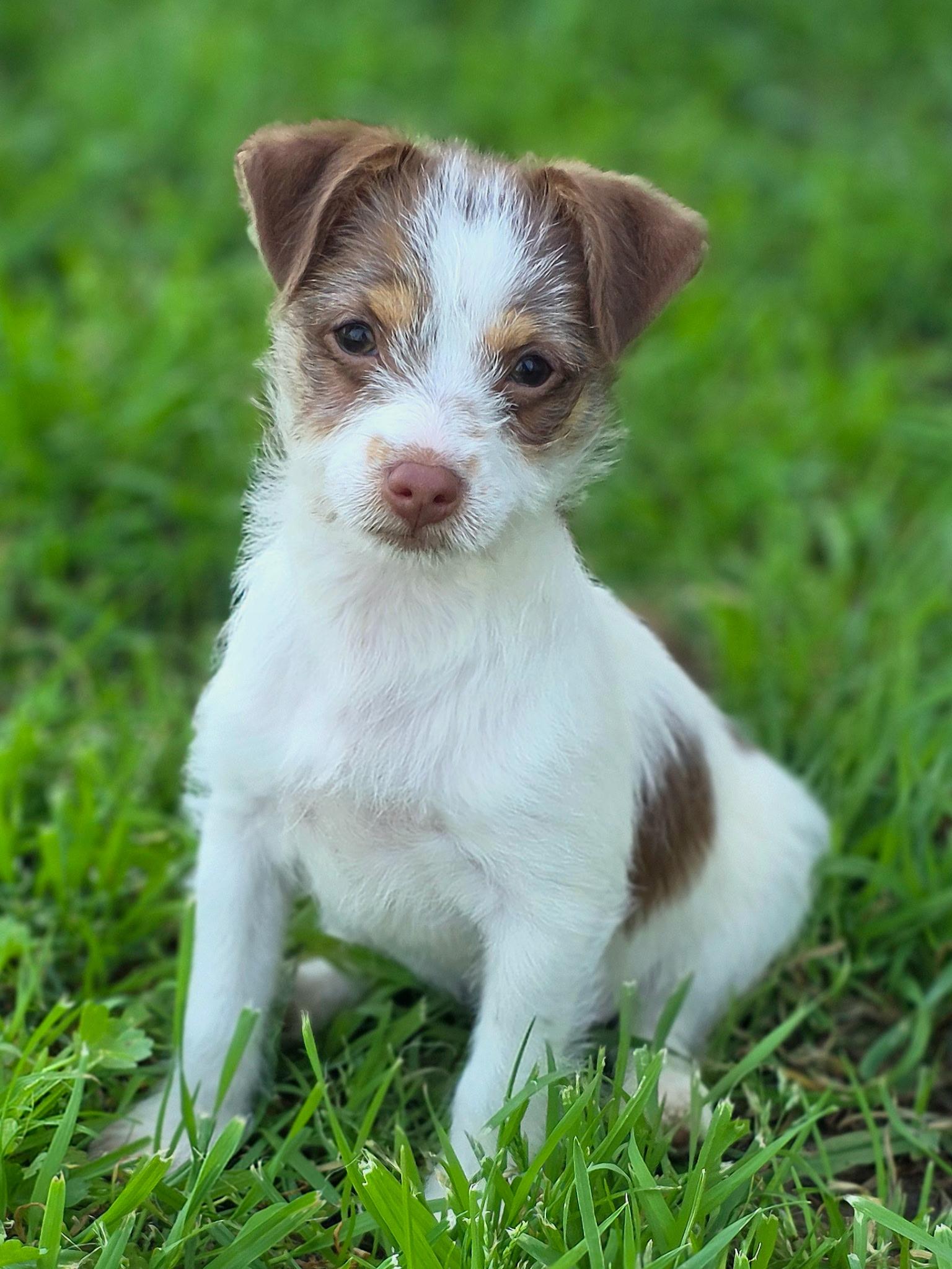 Jelly Bean, adopted, Puppy Male Yorkshire Terrier.