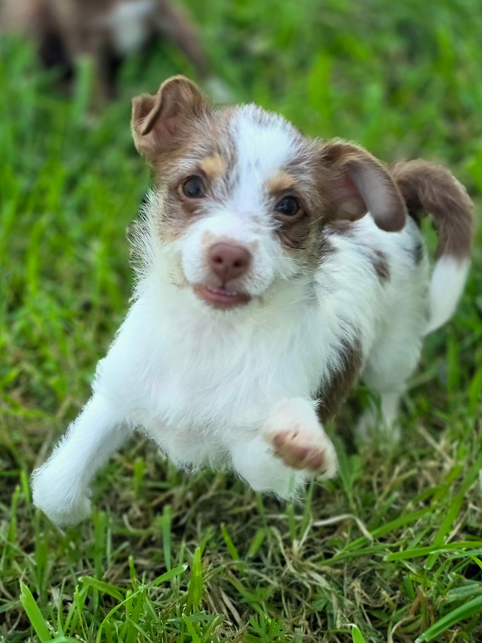 Enlarge Jelly Bean, an adopted mixed breed in Penryn, CA image 4/4
