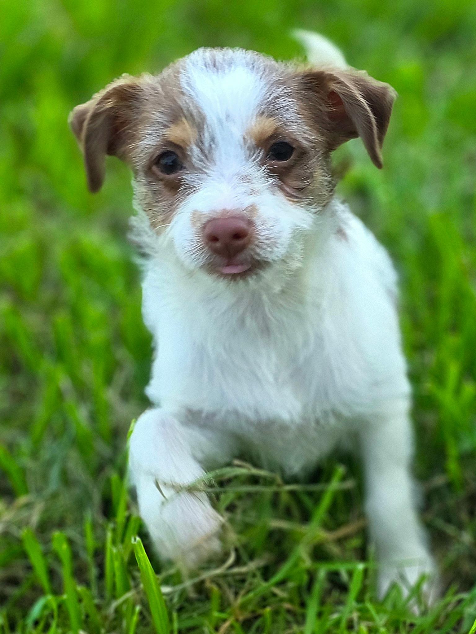 Enlarge Jelly Bean, an adopted mixed breed in Penryn, CA image 2/4