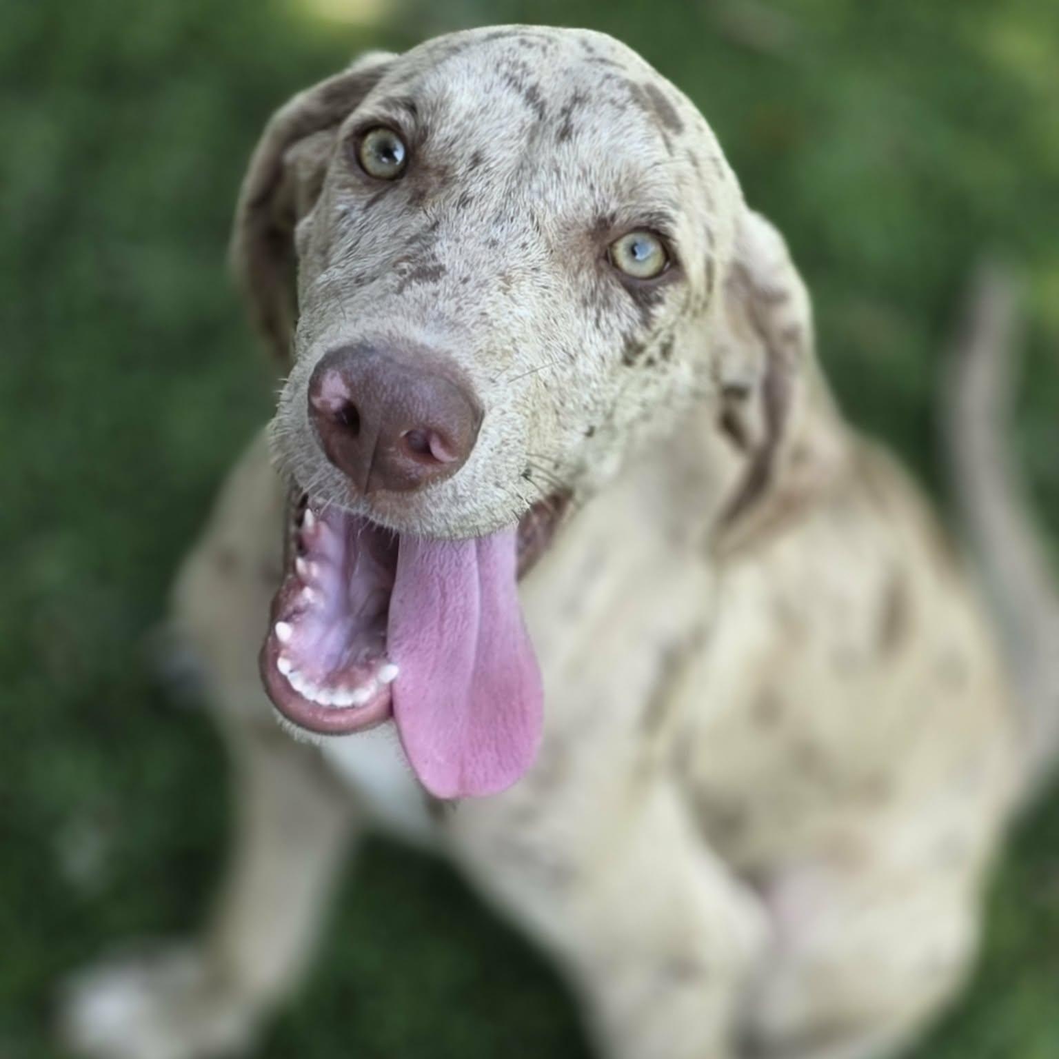 Enlarge Knox, a Adoptable mixed breed in Anderson, SC image 2/6