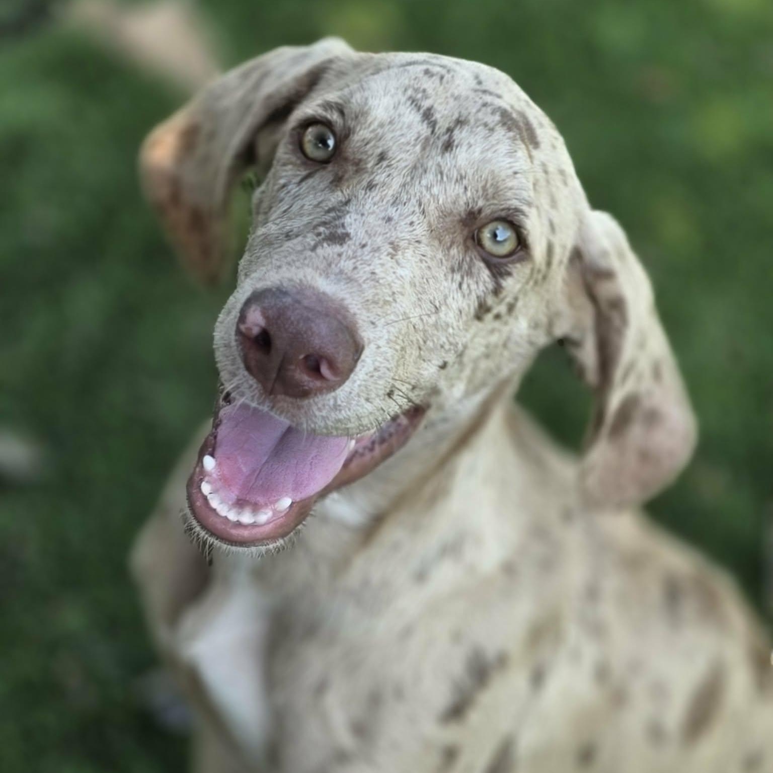 Enlarge Knox, a Adoptable mixed breed in Anderson, SC image 3/6
