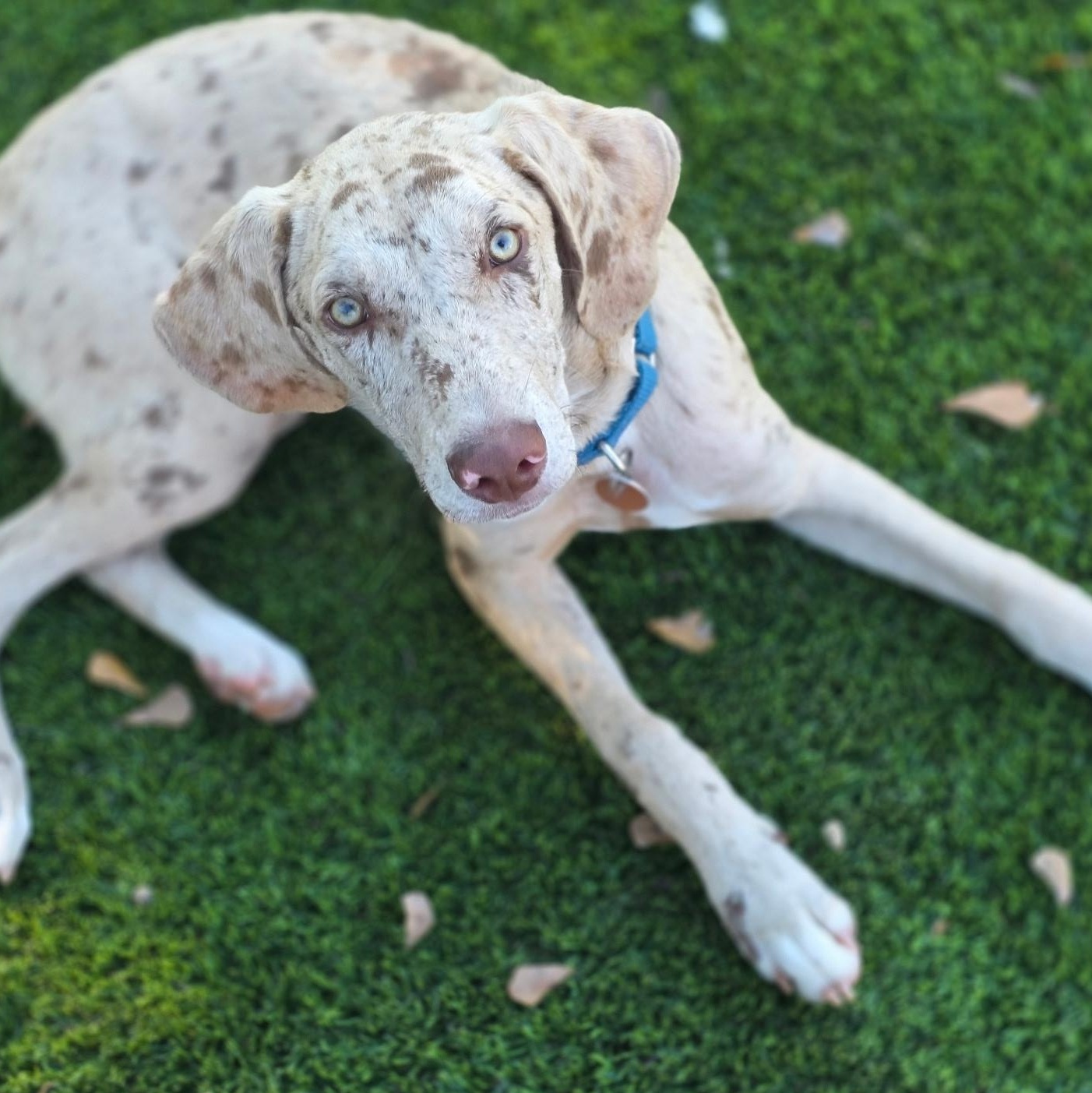 Enlarge Knox, a Adoptable mixed breed in Anderson, SC image 1/6