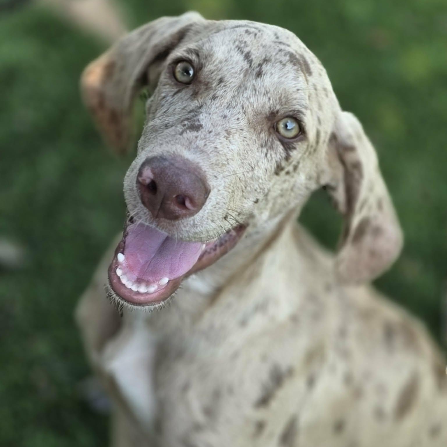 Enlarge Knox, a Adoptable mixed breed in Anderson, SC image 6/6
