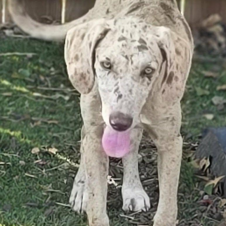 Enlarge Knox, a Adoptable mixed breed in Anderson, SC image 5/6