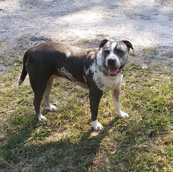 Enlarge Leo, a Adoptable mixed breed in Dunnellon, FL image 1/4