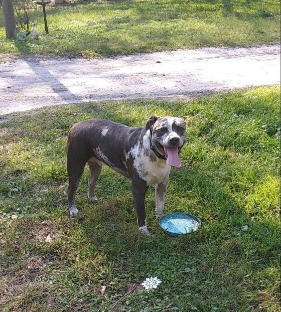 Enlarge Leo, a Adoptable mixed breed in Dunnellon, FL image 2/4