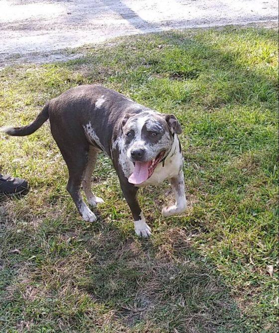 Enlarge Leo, a Adoptable mixed breed in Dunnellon, FL image 3/4