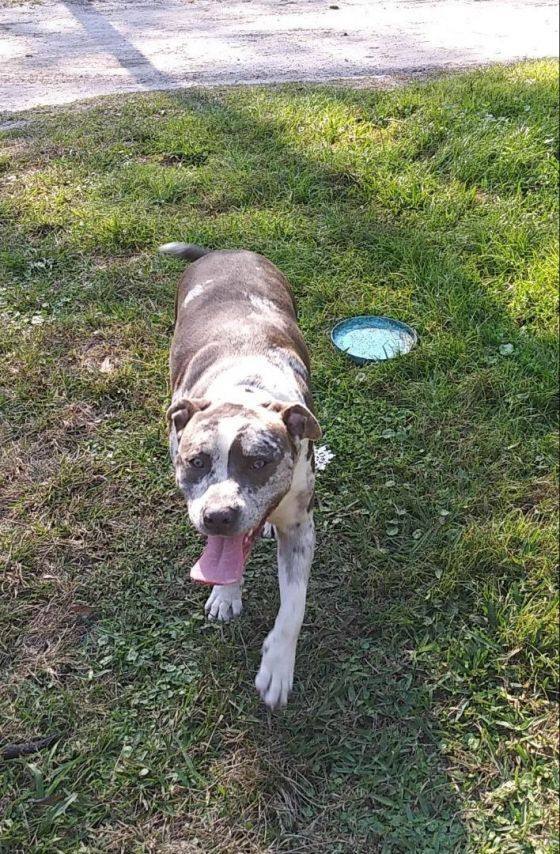 Enlarge Leo, a Adoptable mixed breed in Dunnellon, FL image 4/4