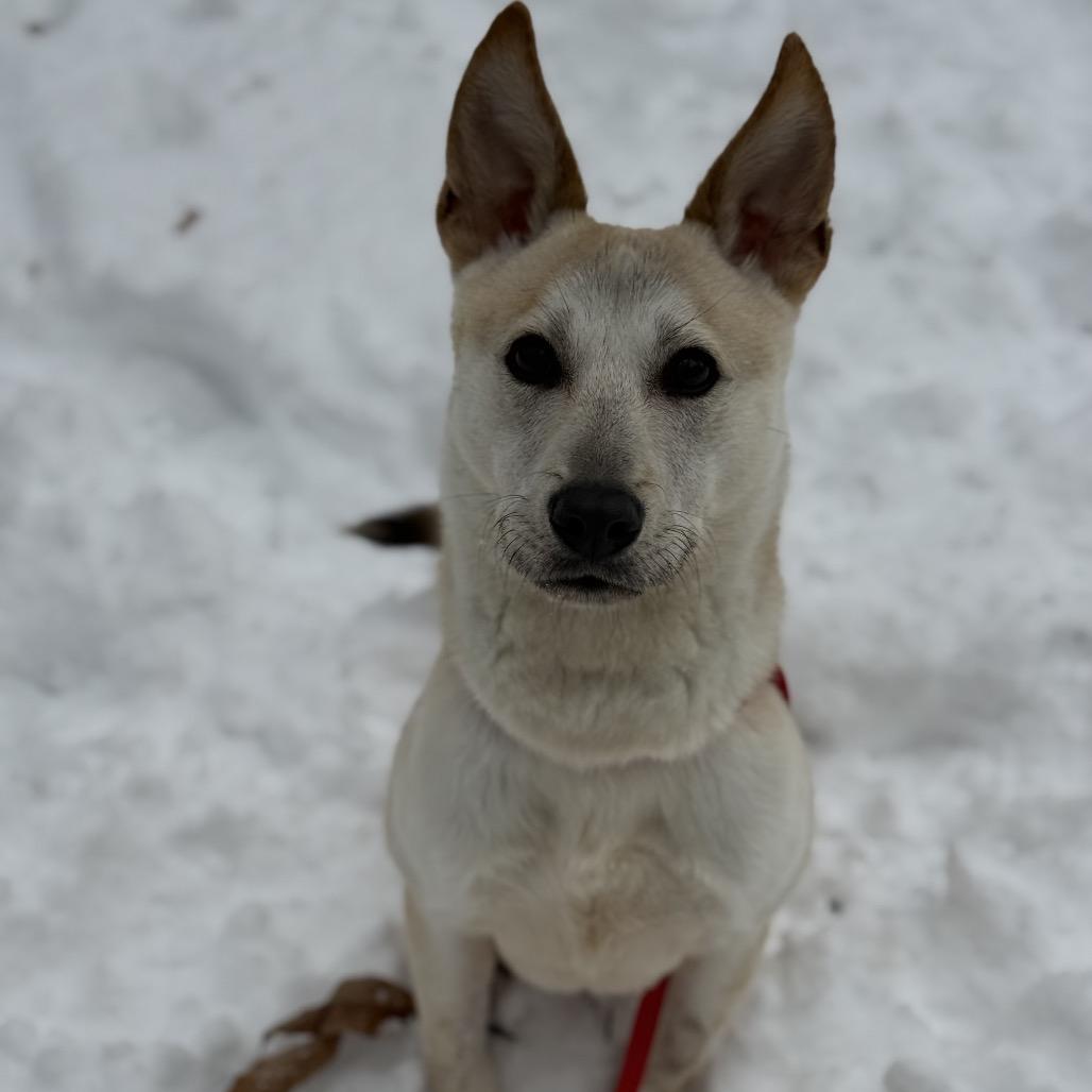 Rocket, Adoptable, Adult Male Jindo & Labrador Retriever.