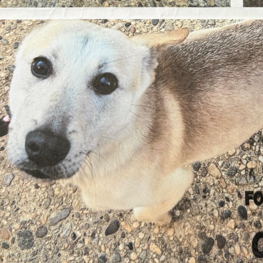 Enlarge Rocket, a Adoptable mixed breed in West Chester, PA image 2/6