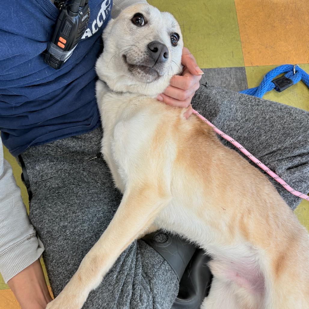 Enlarge Rocket, a Adoptable mixed breed in West Chester, PA image 3/6