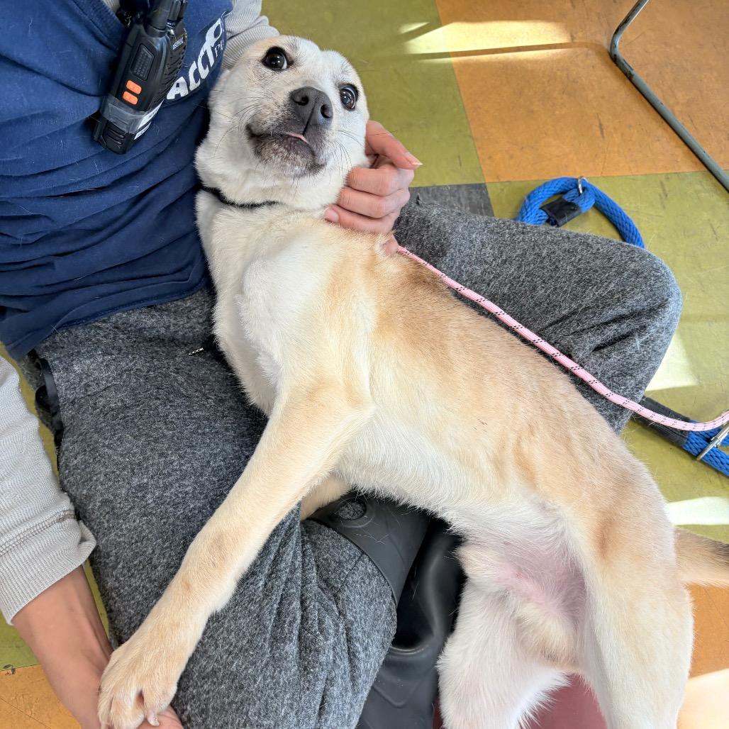 Enlarge Rocket, a Adoptable mixed breed in West Chester, PA image 4/6