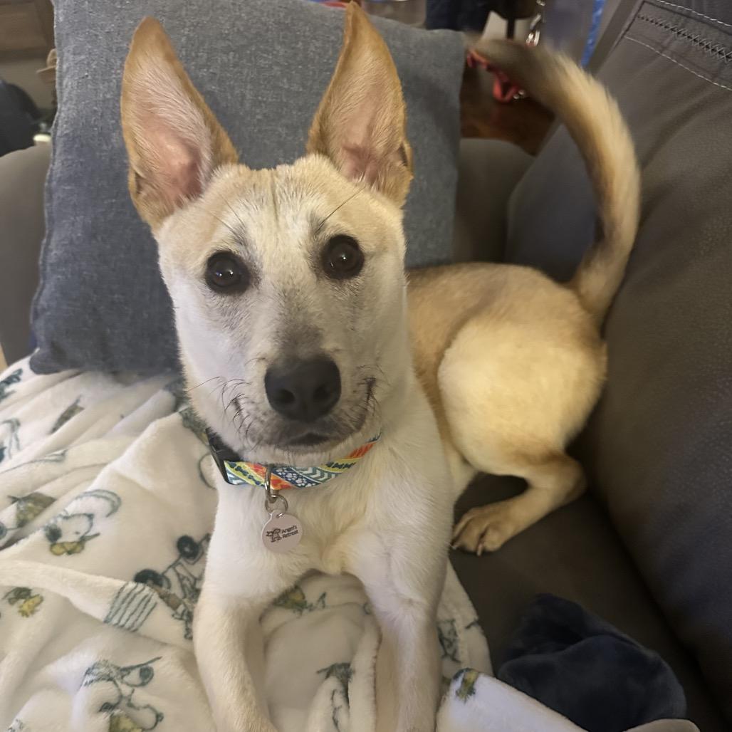 Enlarge Rocket, a Adoptable mixed breed in West Chester, PA image 5/6