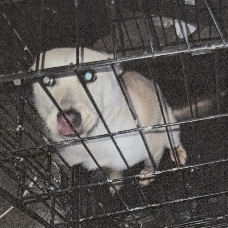 Enlarge Rocket, a Adoptable mixed breed in West Chester, PA image 6/6