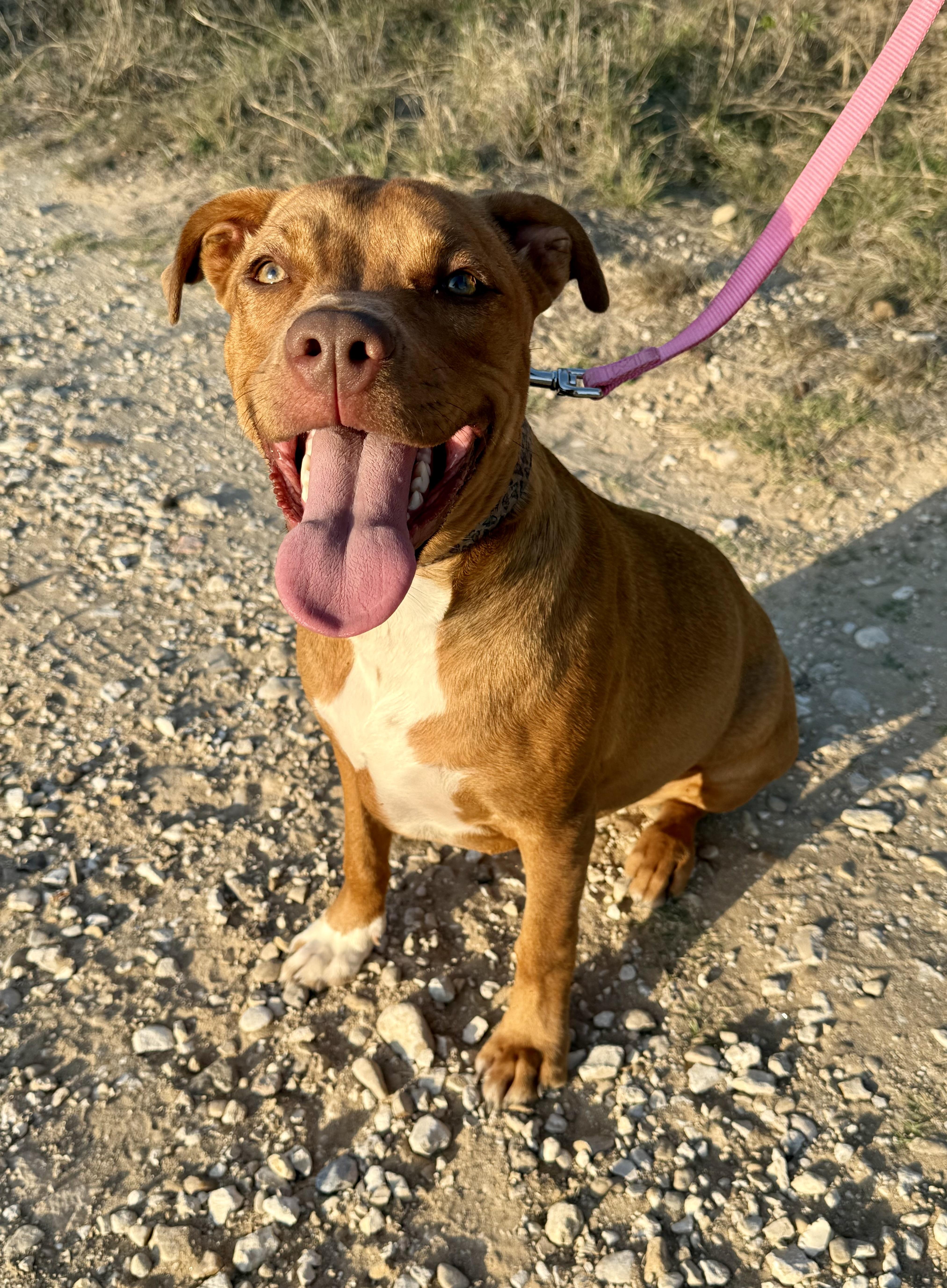 Enlarge Bubbles, a ADOPTABLE mixed breed in San Antonio, TX image 4/6
