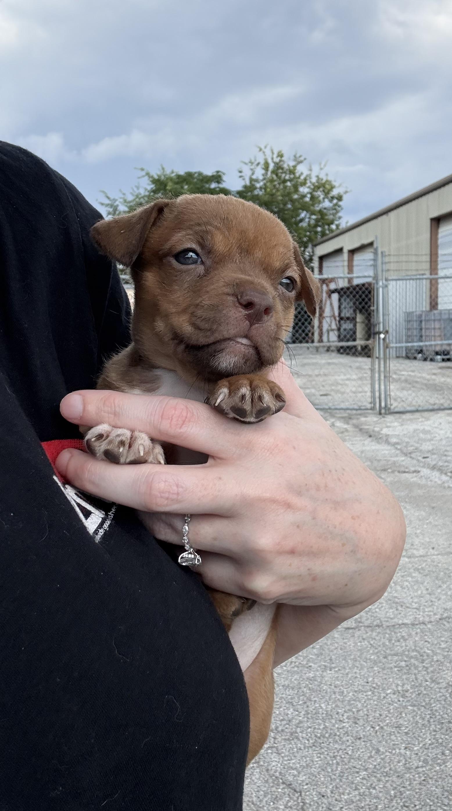 Enlarge Bubbles, a ADOPTABLE mixed breed in San Antonio, TX image 5/6