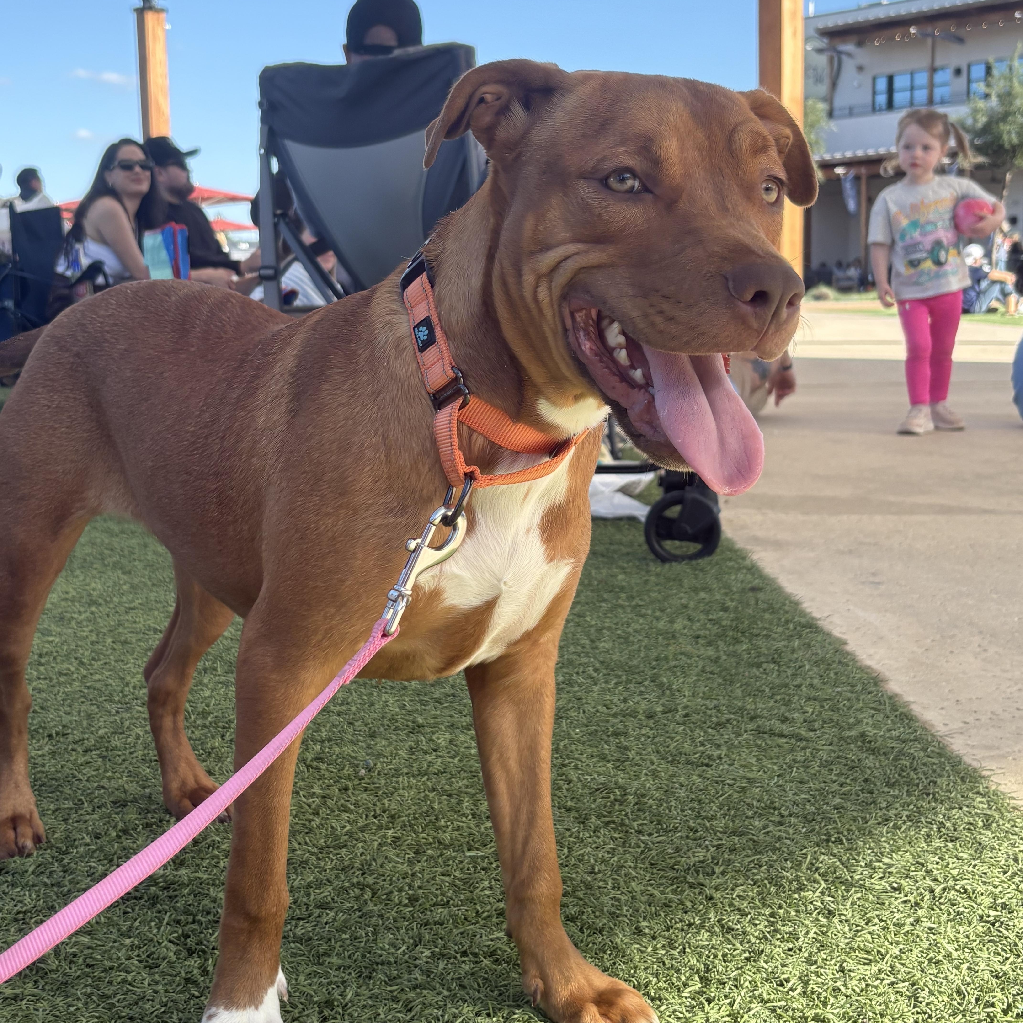 Enlarge Bubbles, a ADOPTABLE mixed breed in San Antonio, TX image 3/6