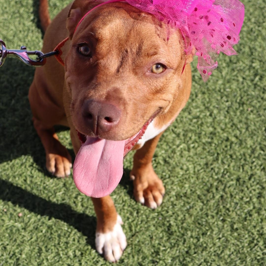 Enlarge Bubbles, a ADOPTABLE mixed breed in San Antonio, TX image 2/6