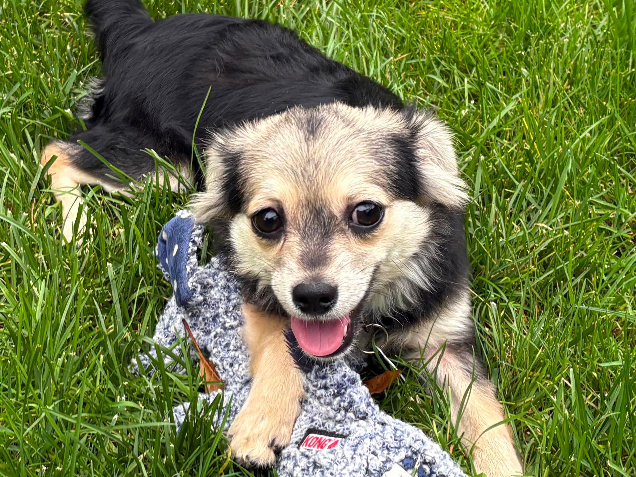 Enlarge Cheech, a ADOPTABLE Chihuahua in St. Clairsville, OH image 2/2