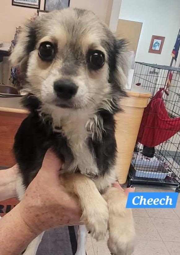 Enlarge Cheech, a ADOPTABLE Chihuahua in St. Clairsville, OH image 1/2