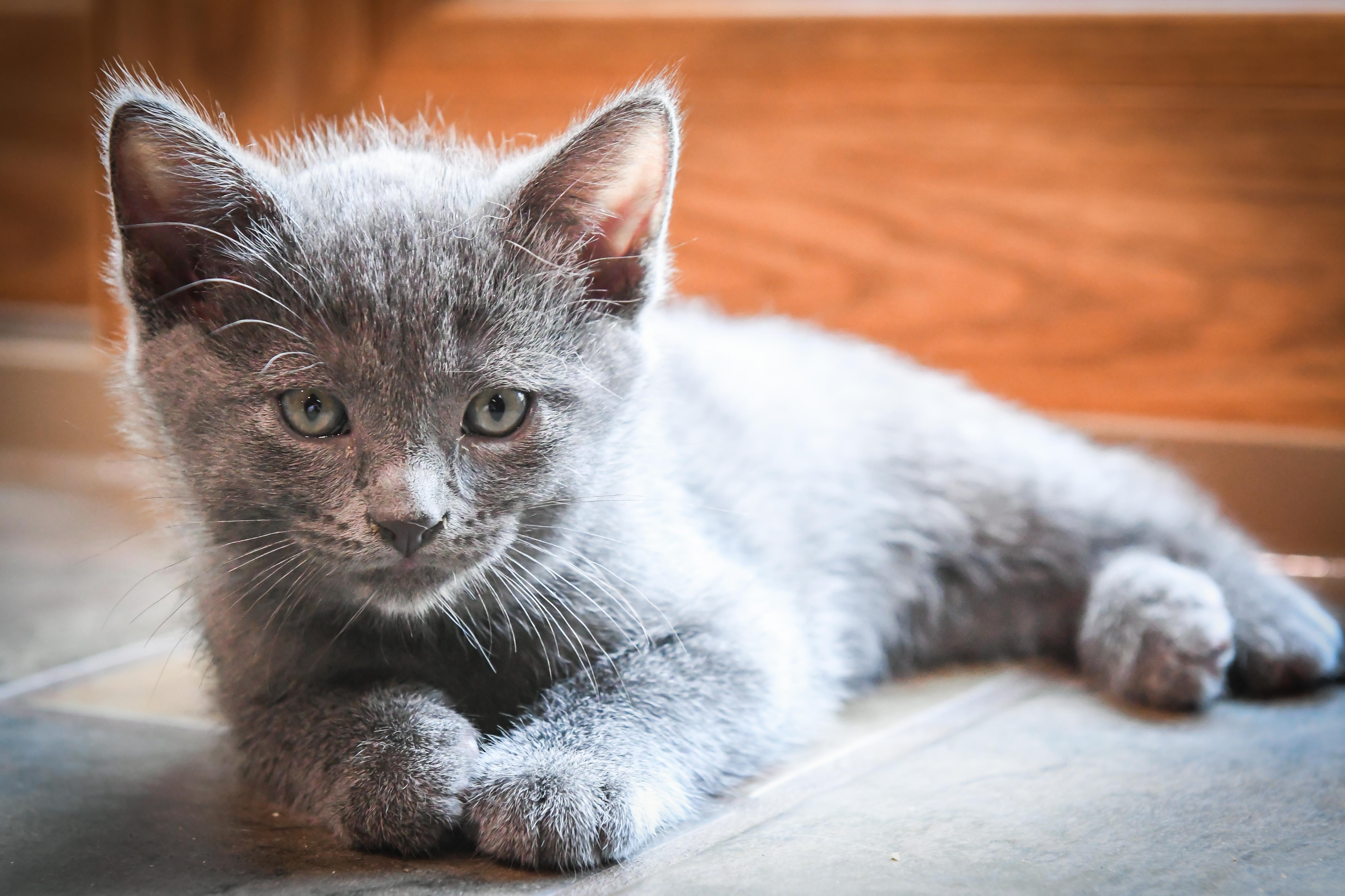 Marcello, an adopted American Shorthair in Port Washington, WI image 2/3
