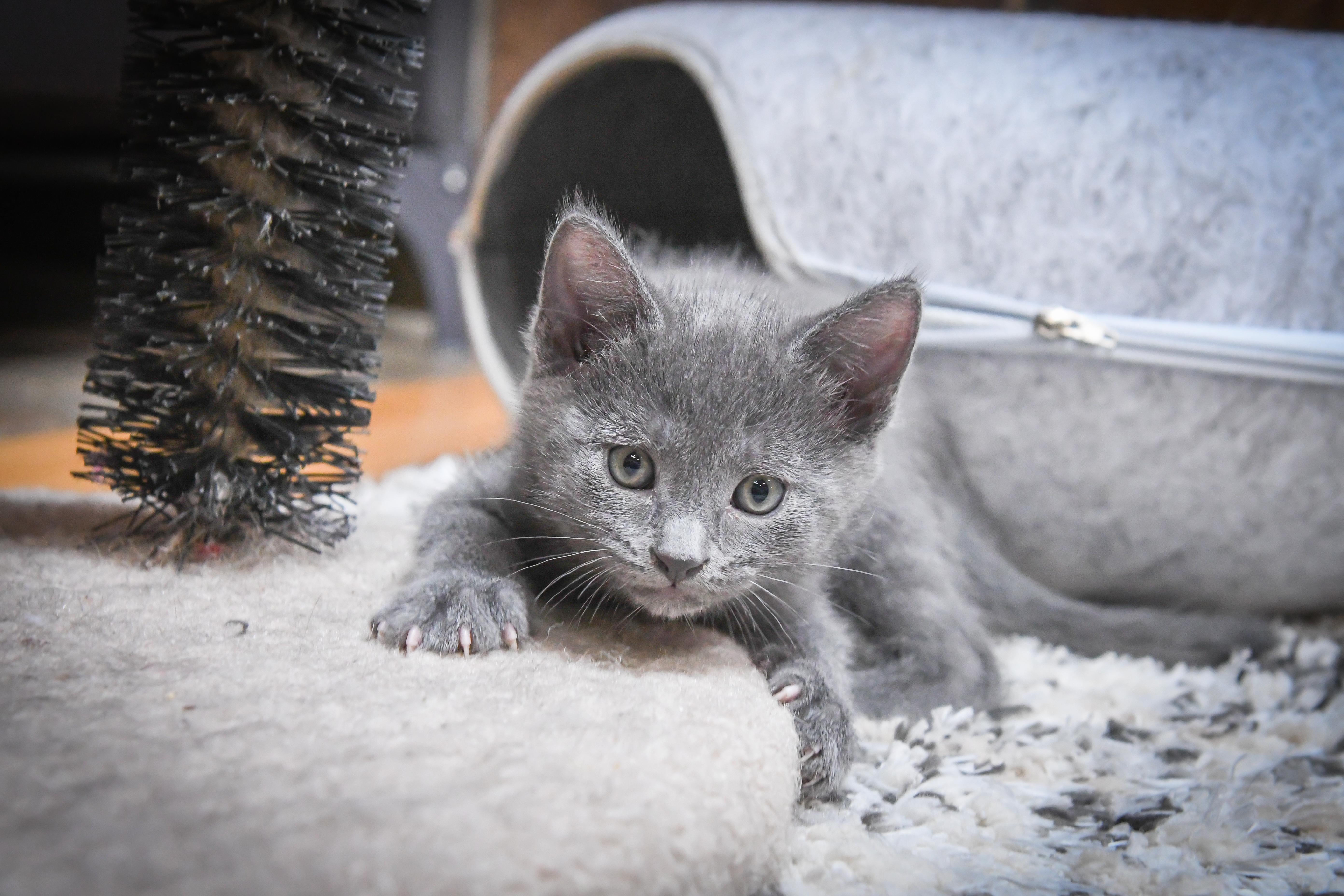 Marcello, an adopted American Shorthair in Port Washington, WI image 1/3