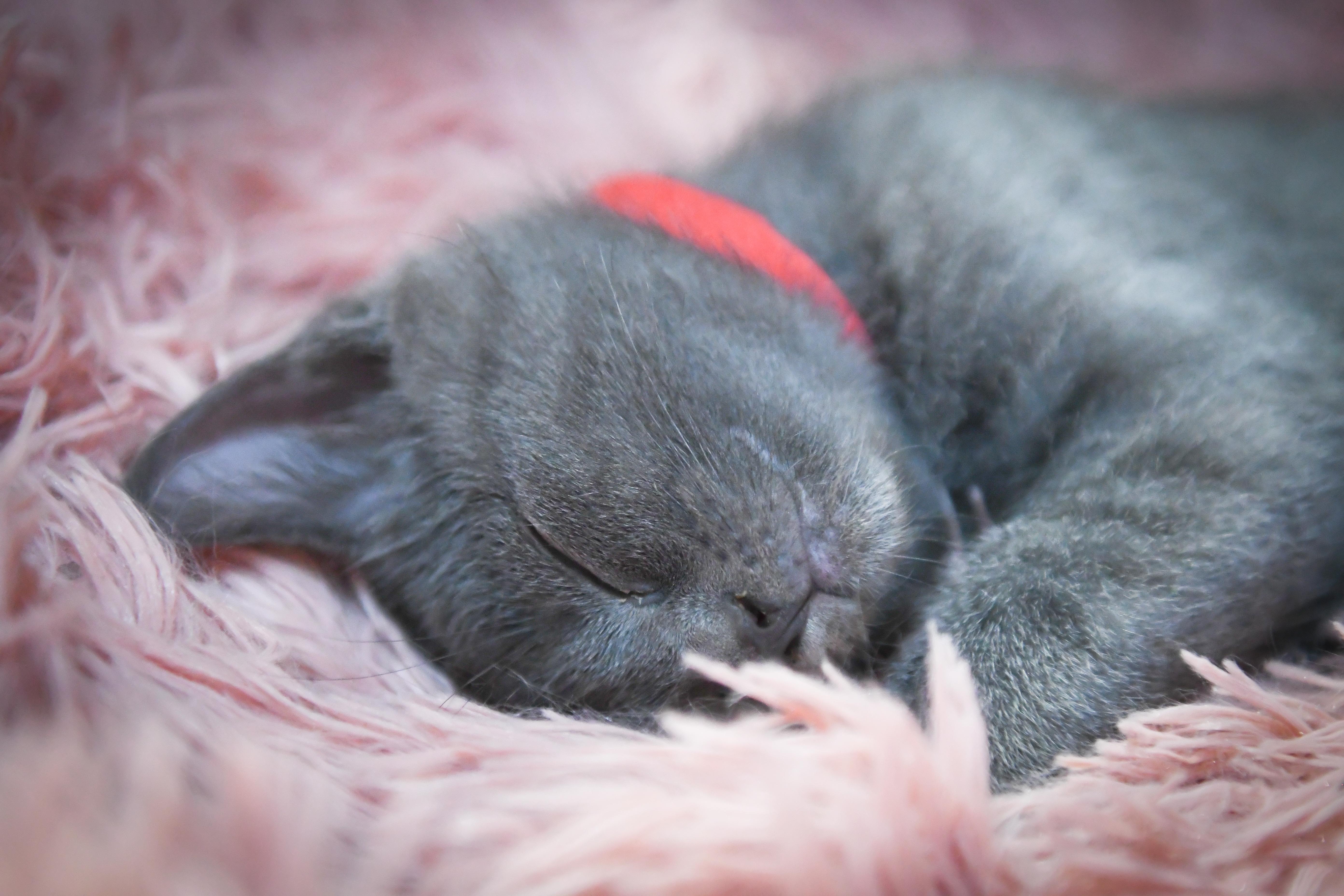 Marcello, an adopted American Shorthair in Port Washington, WI image 3/3