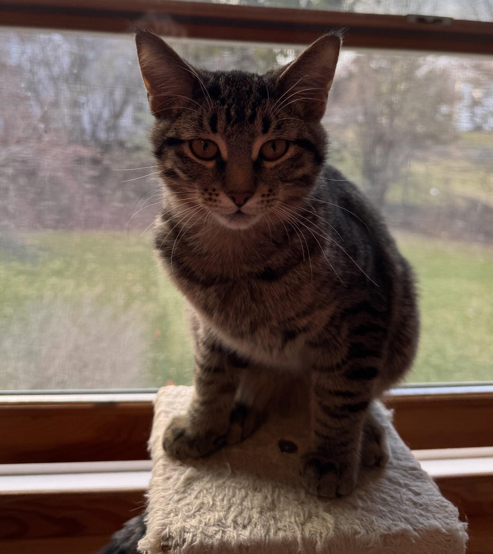 Orion, Adopted, Kitten Male Tabby & Domestic Short Hair.