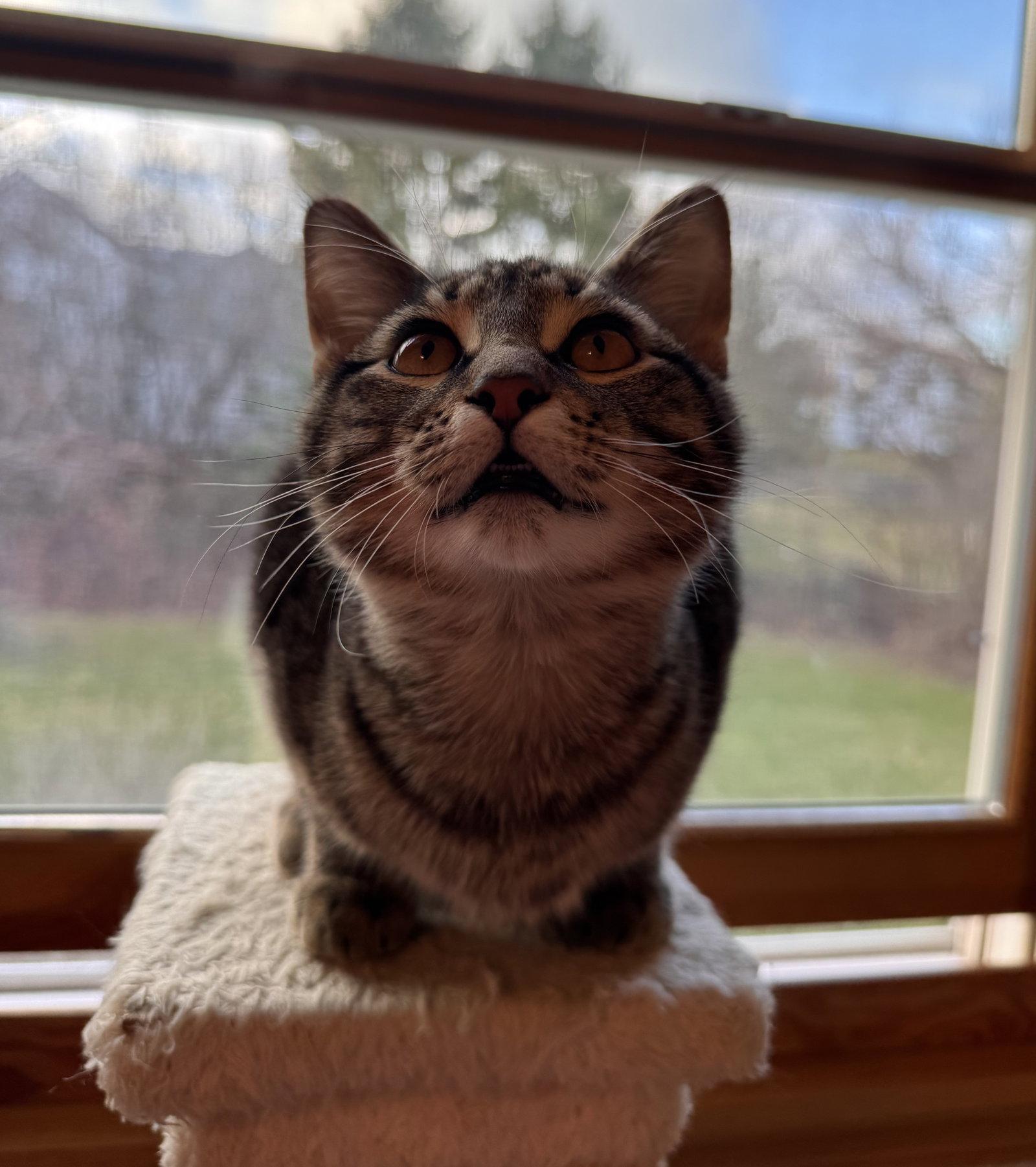 Orion, a Adopted mixed breed in Island Lake, IL image 2/3
