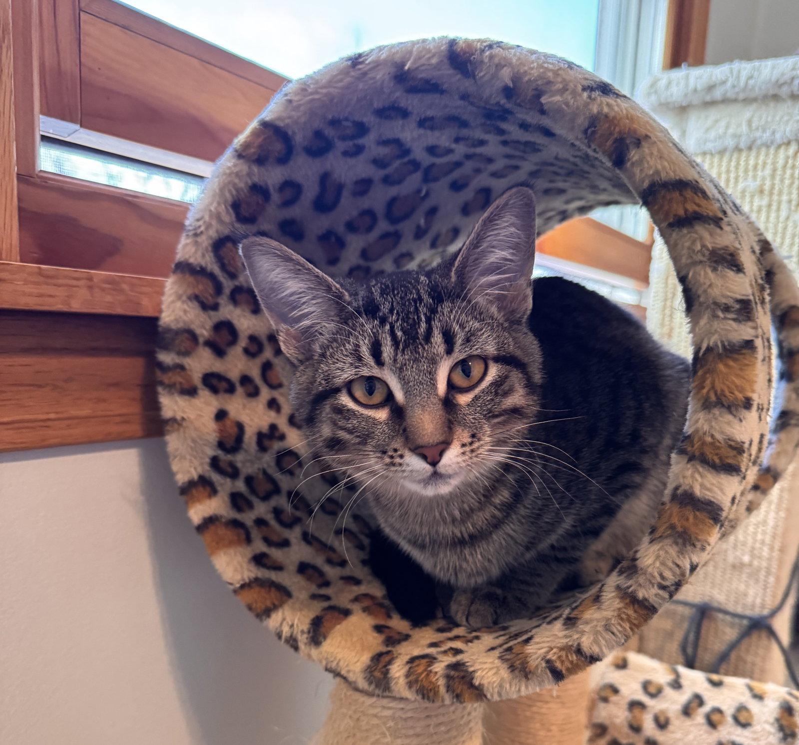 Orion, a Adopted mixed breed in Island Lake, IL image 3/3