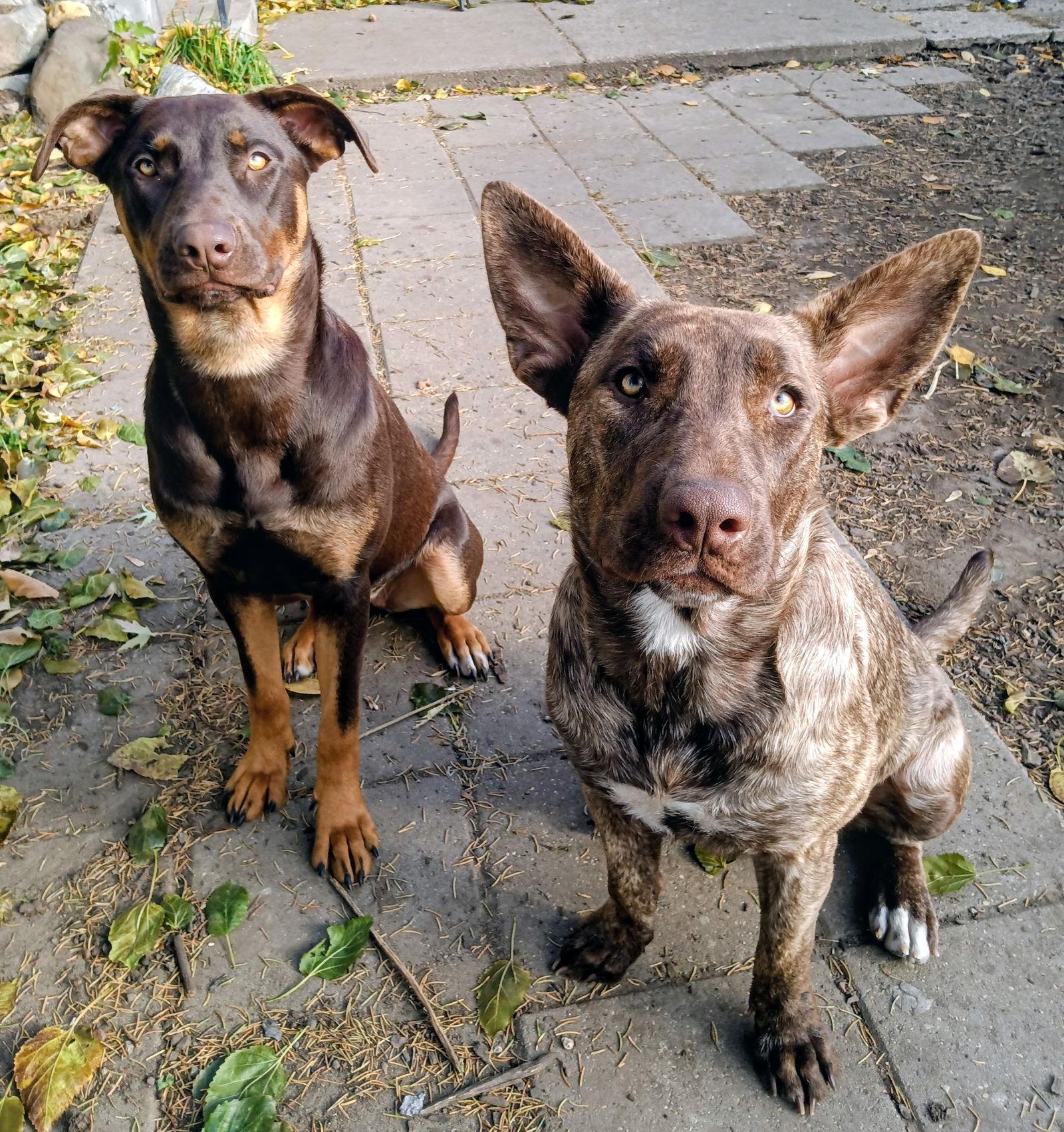 Tula, Adoptable, Young Female Doberman Pinscher & Shepherd.